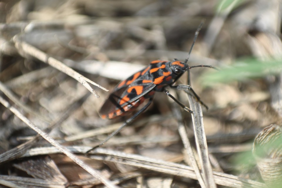 Spilostethus saxatilis - virágbodobács