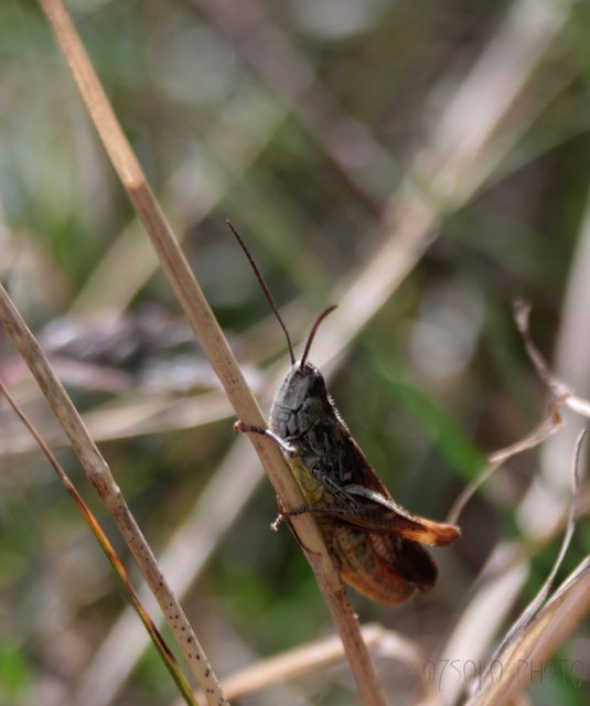 Chorthippus biguttulus - zengő tarlósáska