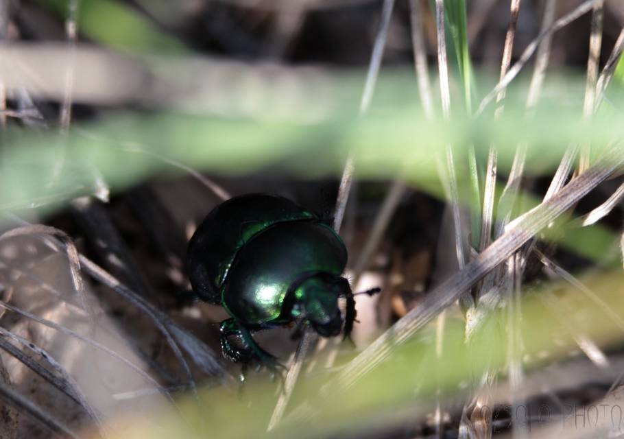 Trypocopris vernalis - tavaszi álganéjtúró