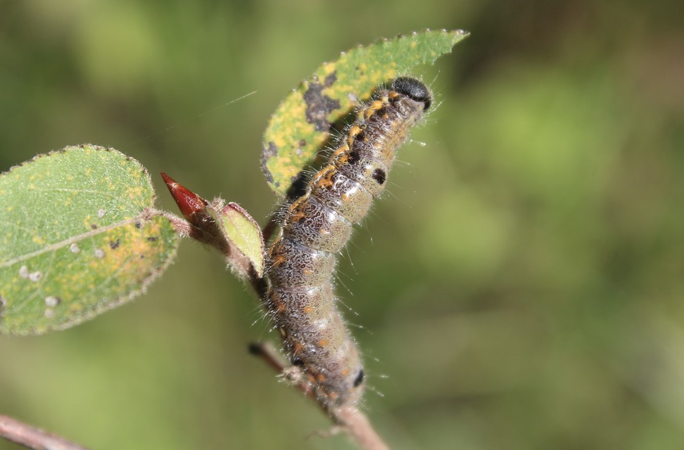 Clostera pigra - apró levélszövő