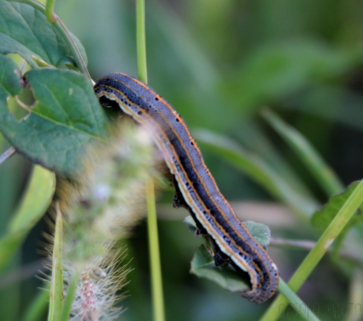 Anophia leucomelas - déli folyófűbagoly