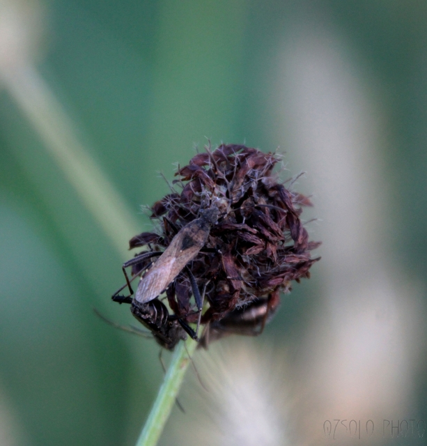 Alydus calcaratus - szőrös tövispoloska