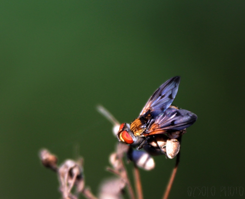 Ectophasia