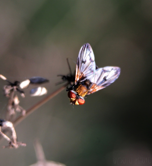 Ectophasia