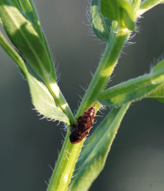 Aphrophoridae