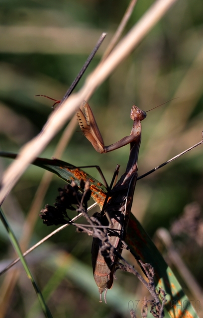 Mantis religiosa - imádkozósáska