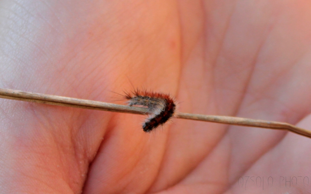 Rhyparia purpurata - bíborszínű medvelepke