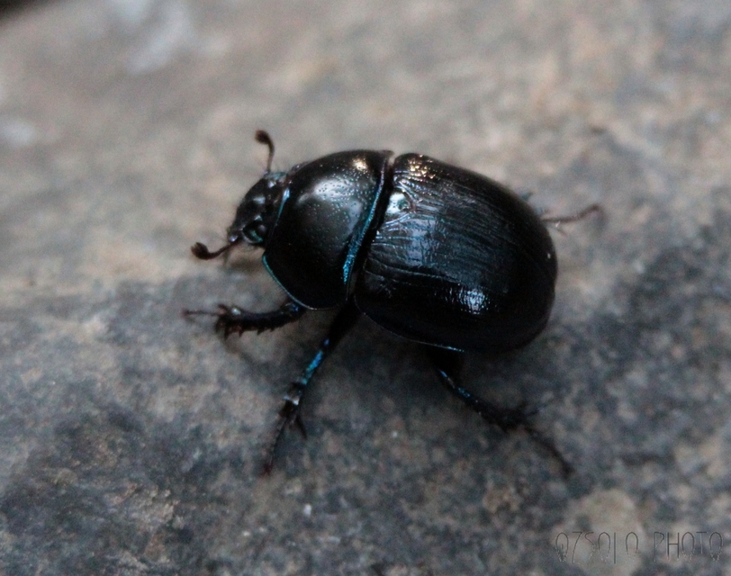 Anoplotrupes stercorosus - erdei álganéjtúró