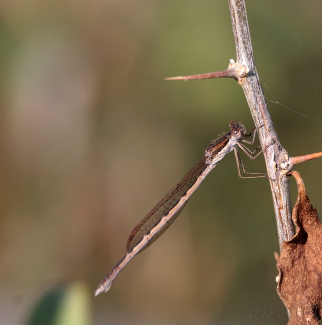 Sympecma fusca - téli rablószitakötő