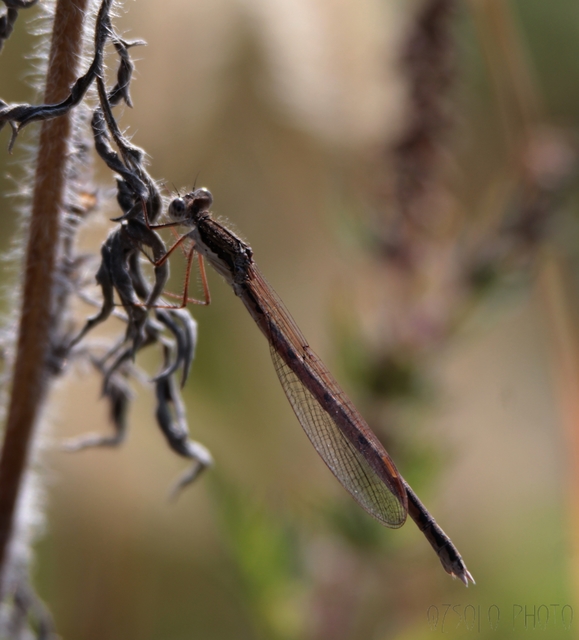 Sympecma fusca - téli rablószitakötő
