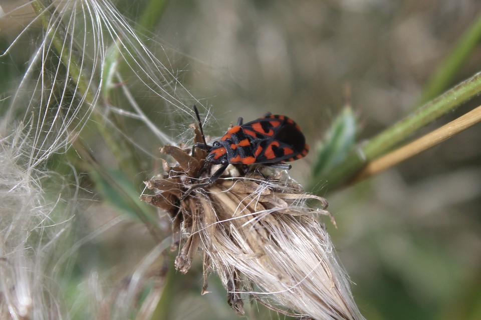 Spilostethus saxatilis - virágbodobács