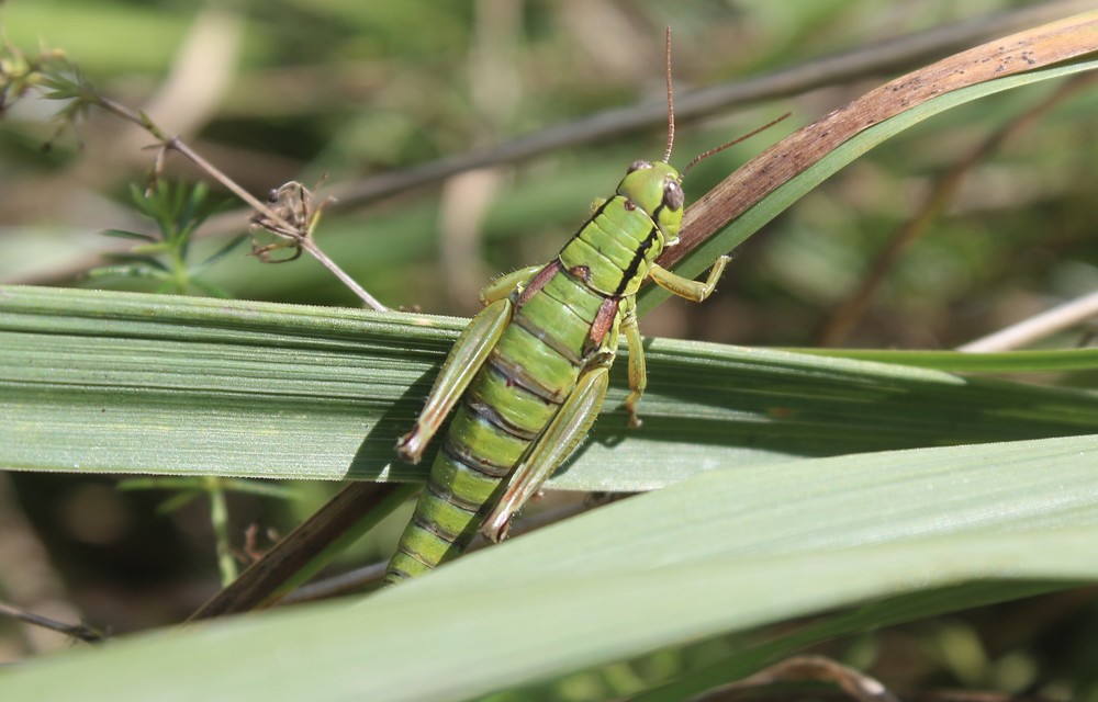 Pseudopodisma nagyi - Nagy-hegyisáska