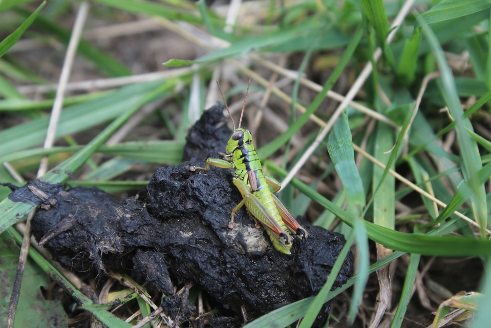 Pseudopodisma nagyi - Nagy-hegyisáska