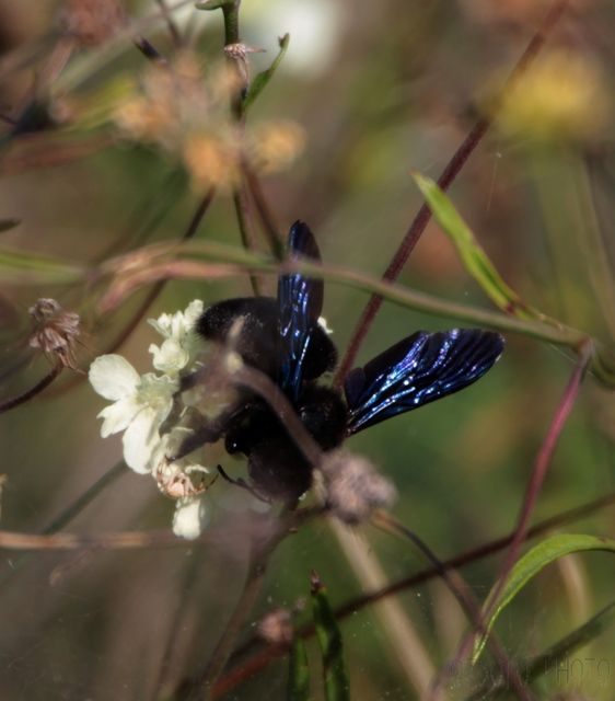 Xylocopa