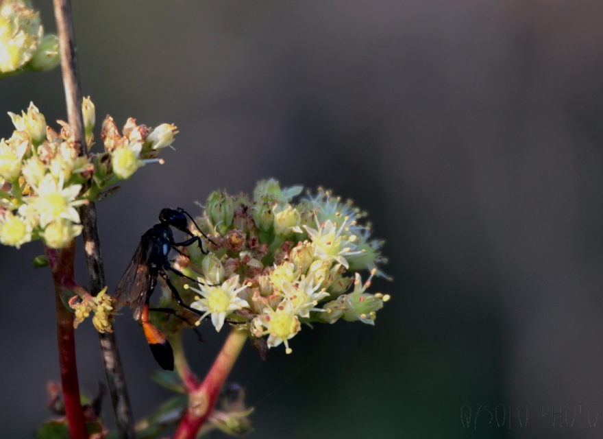Ammophila