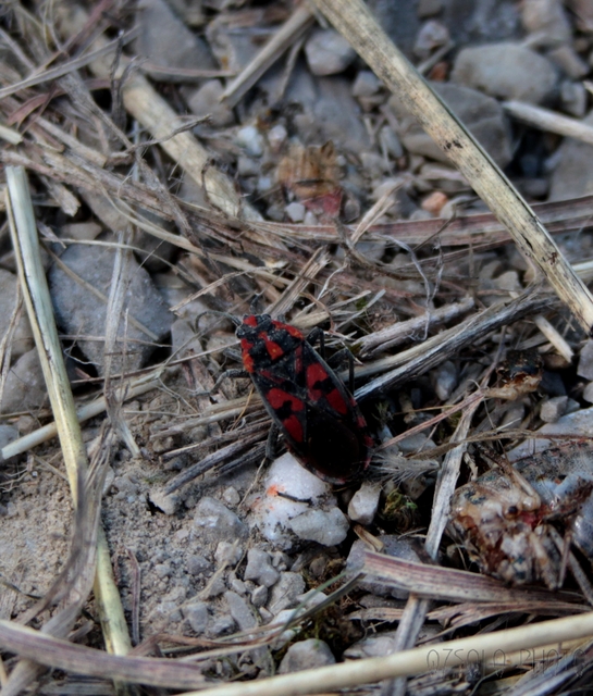 Spilostethus saxatilis - virágbodobács