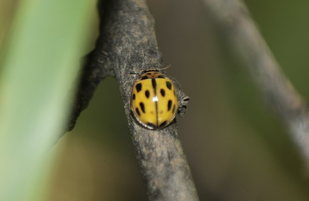Propylea quatuordecimpunctata - tizennégypettyes füsskata