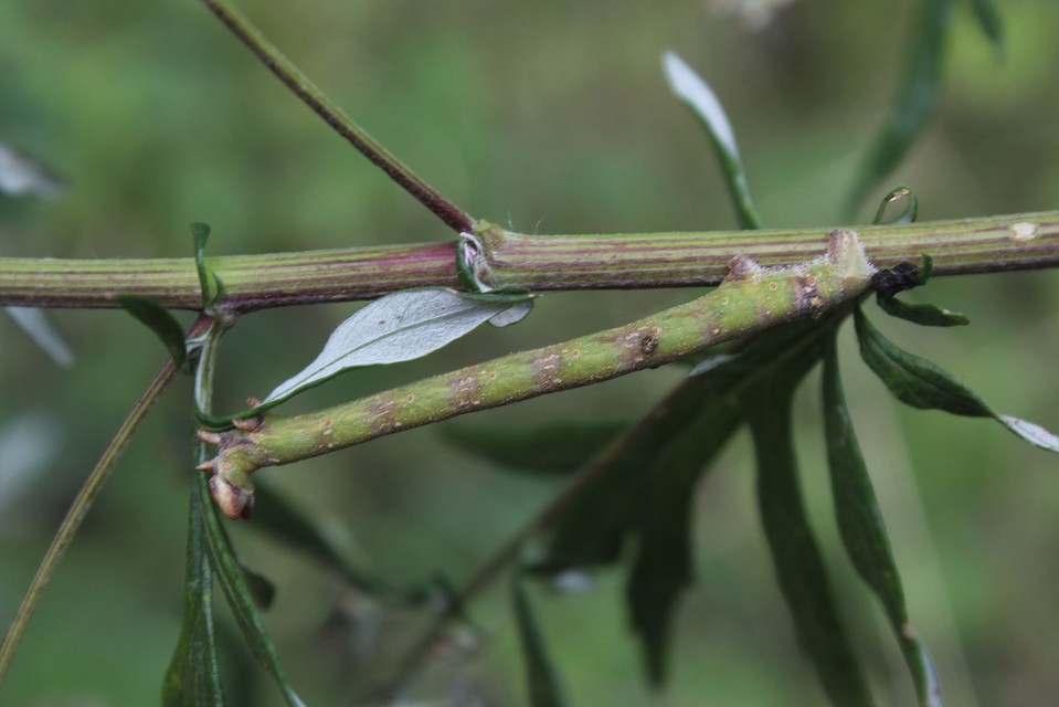 Biston betularia - szürkepettyes araszoló