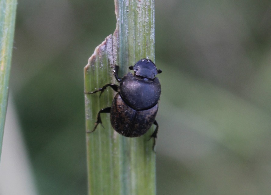 Onthophagus fracticornis - bronzos trágyatúró