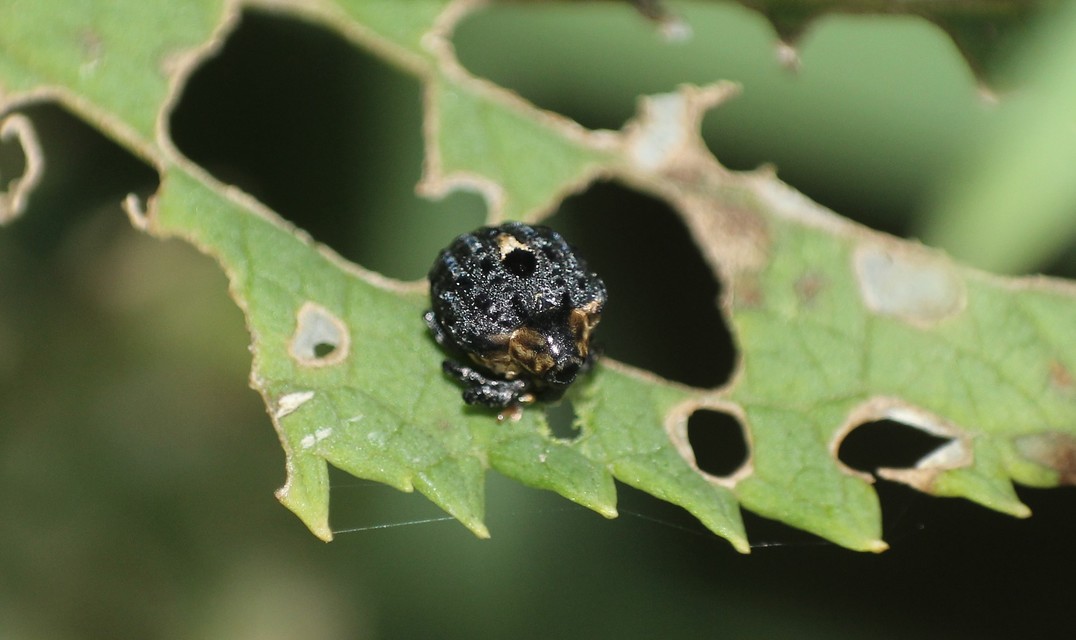 Cionus scrophulariae - görvélyfű-gömbormányos