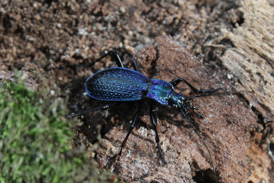 Carabus intricatus - kék laposfutrinka