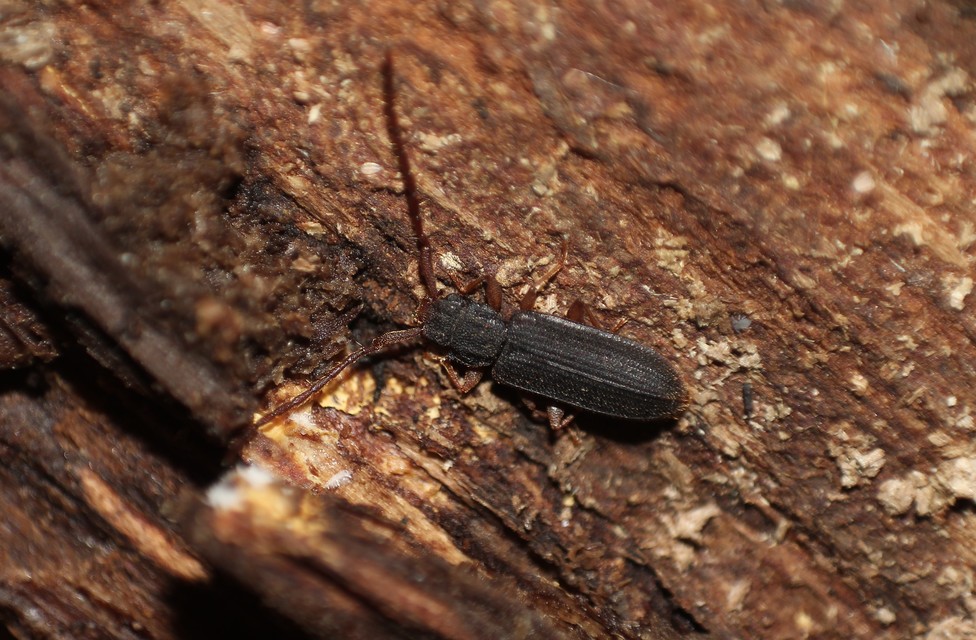 Uleiota planatus - hosszúcsápú fogasnyakú-lapbogár