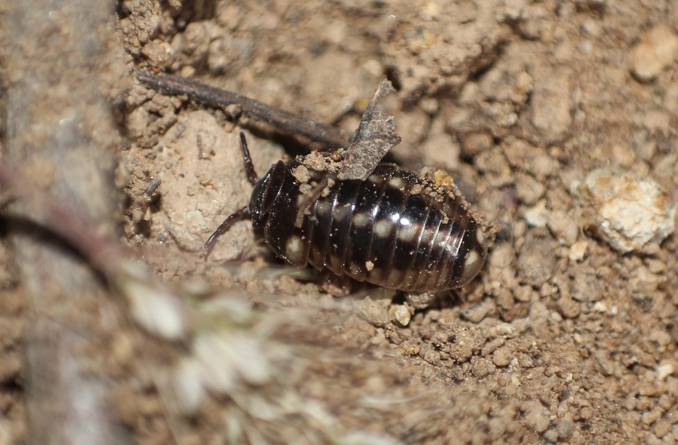 Glomeridae