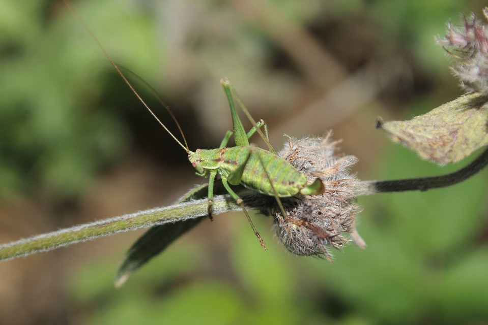 Leptophyes albovittata - közönséges virágszöcske