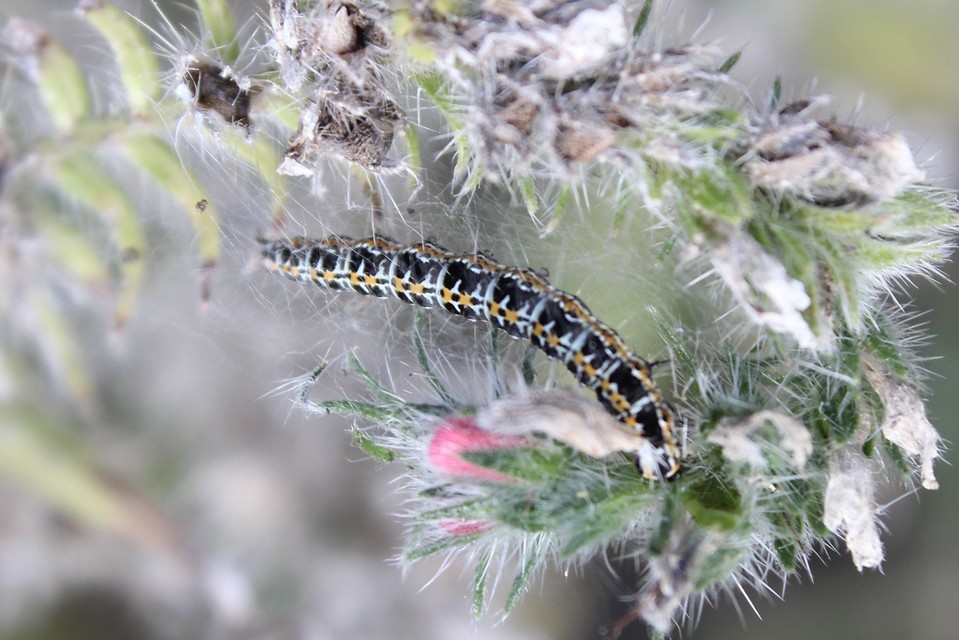 Ethmia