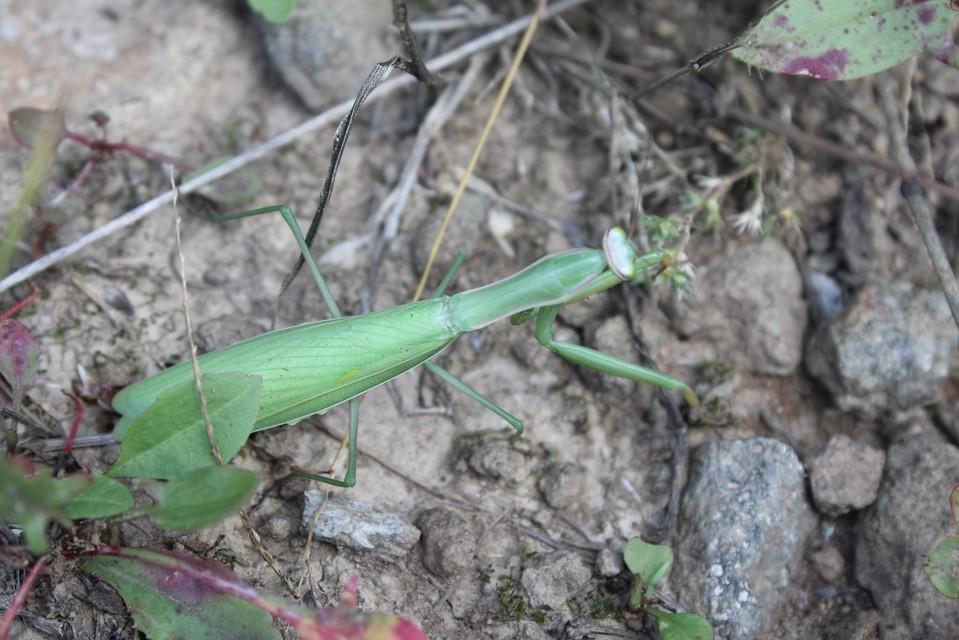 Mantis religiosa - imádkozósáska