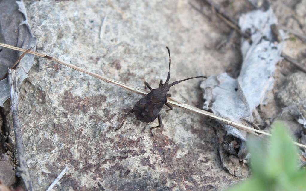 Coreus marginatus - közönséges karimáspoloska