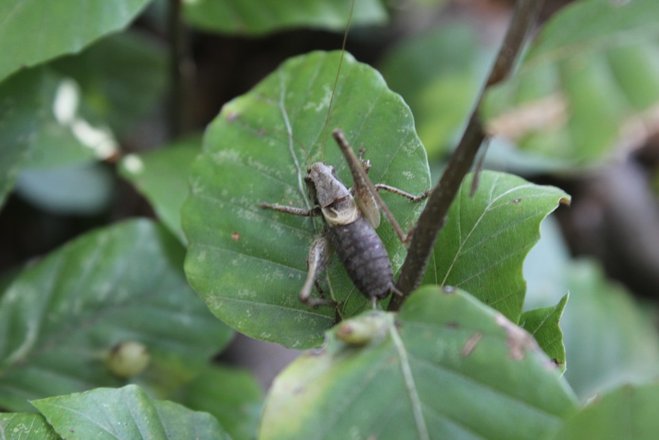 Pholidoptera griseoaptera - szürke avarszöcske