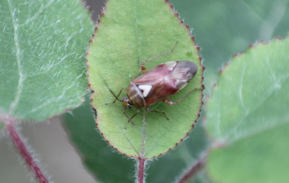 Lygus pratensis - változó mezeipoloska