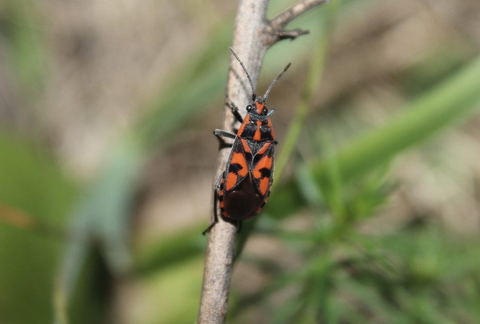 Spilostethus saxatilis - virágbodobács
