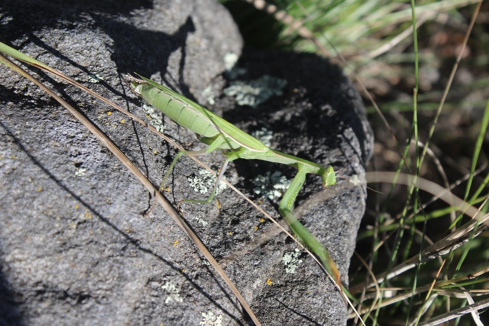 Mantis religiosa - imádkozósáska