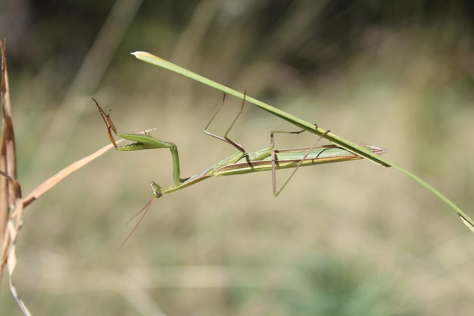 Mantis religiosa - imádkozósáska