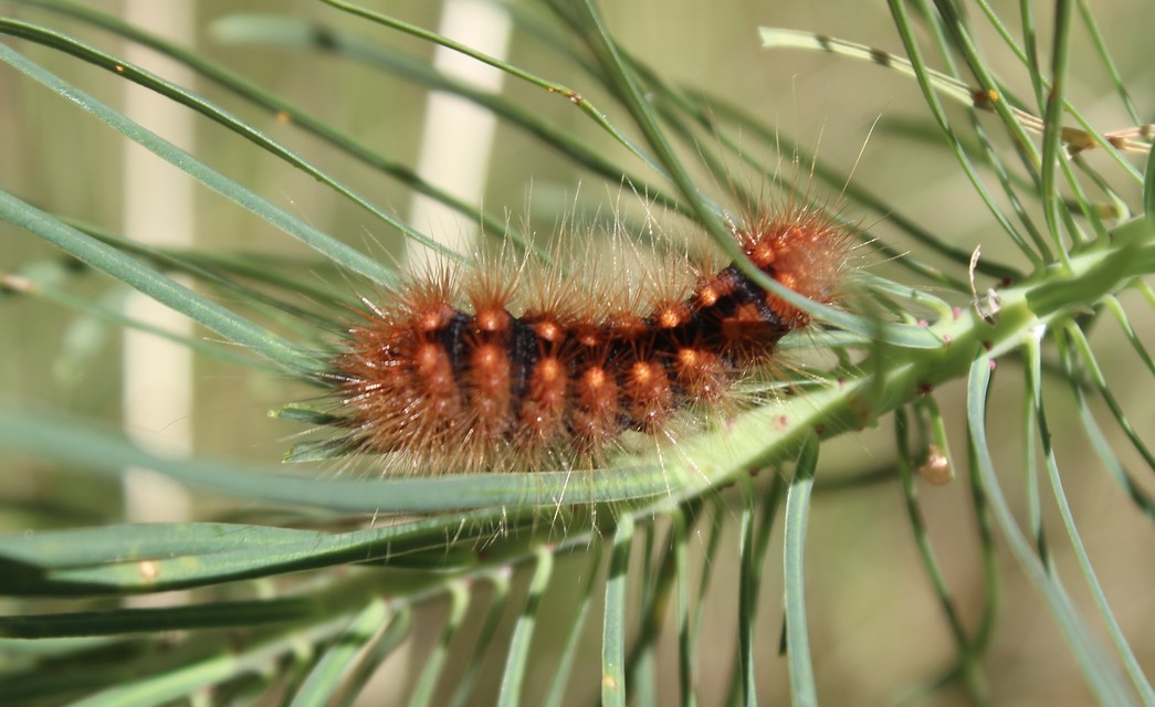 Acronicta auricoma - aranyos szigonyosbagoly