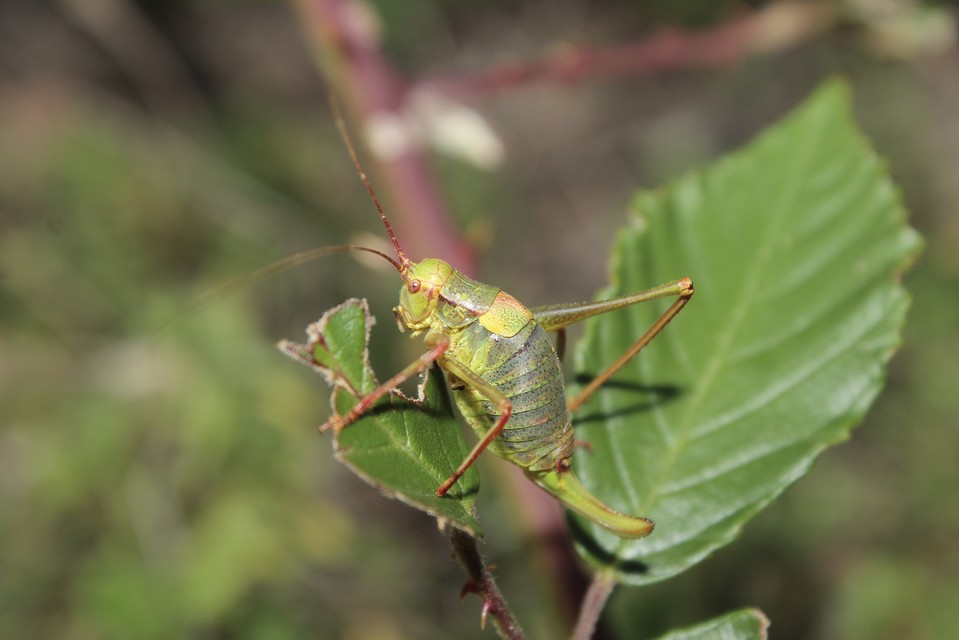 Barbitistes constrictus - északi málnaszöcske
