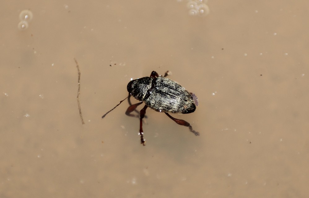 Curculio glandium - tölgymakkzsuzsóka