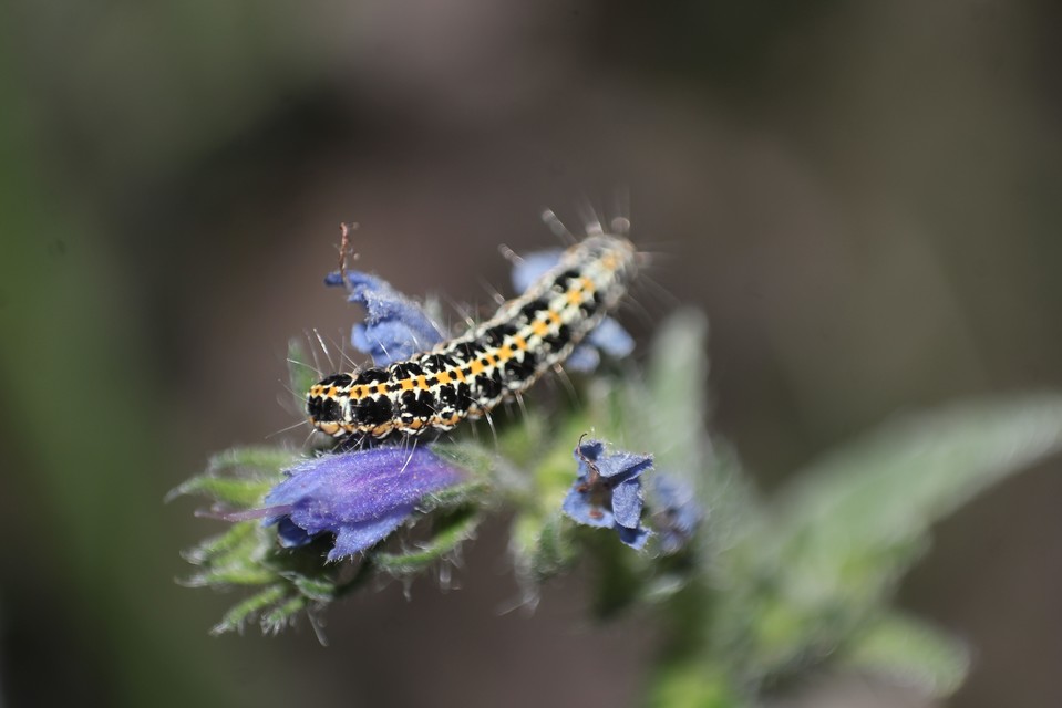 Ethmia
