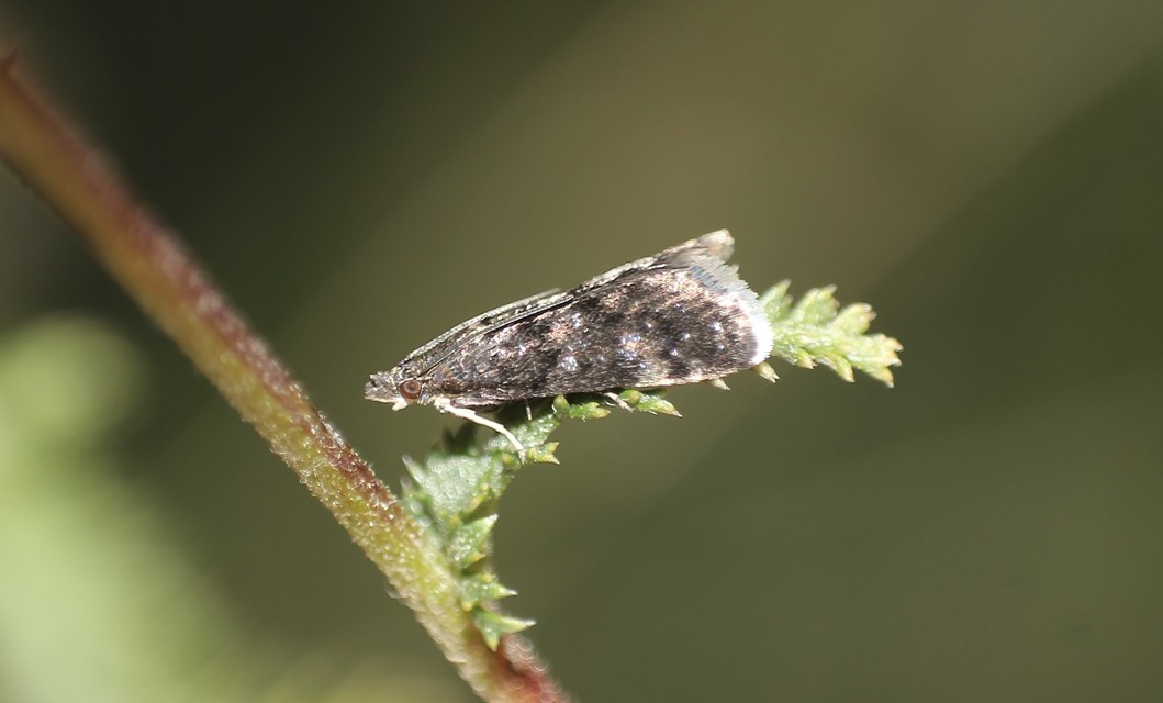 Heliothela wulfeniana - fényes kormosmoly