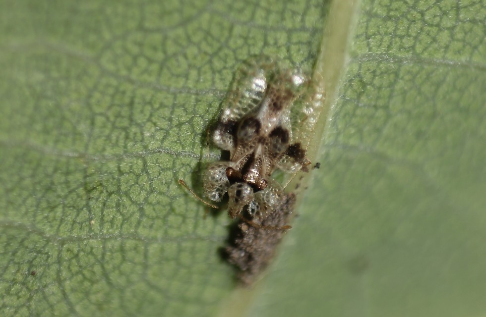 Corythucha arcuata - tölgy-csipkéspoloska
