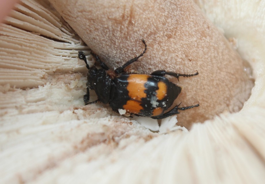 Nicrophorus vespilloides - feketecsápú temetőbogár