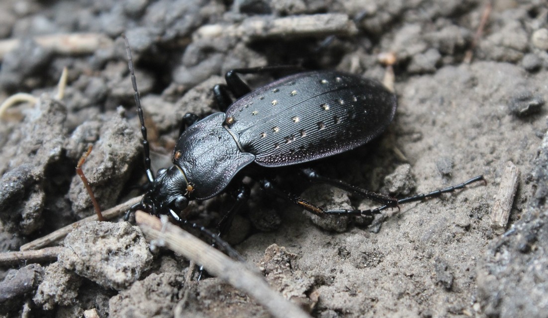Carabus hortensis - aranypettyes futrinka Carabus hortensis - aranypettyes futrinka