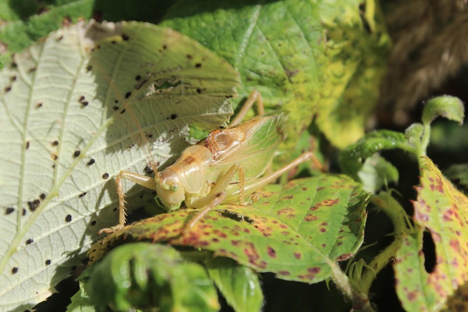 Tettigonia cantans - éneklő lombszöcske