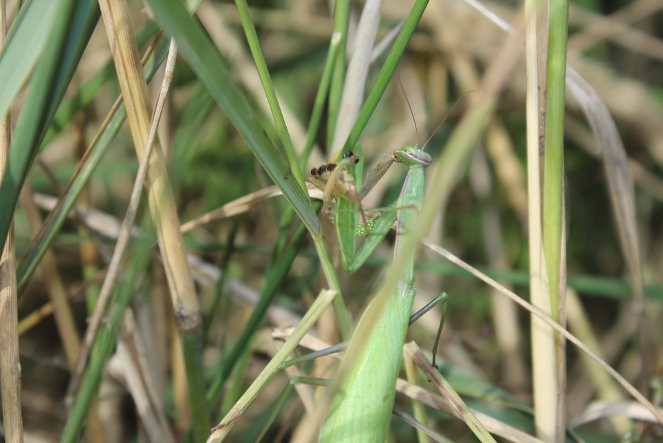 Mantis religiosa - imádkozósáska
