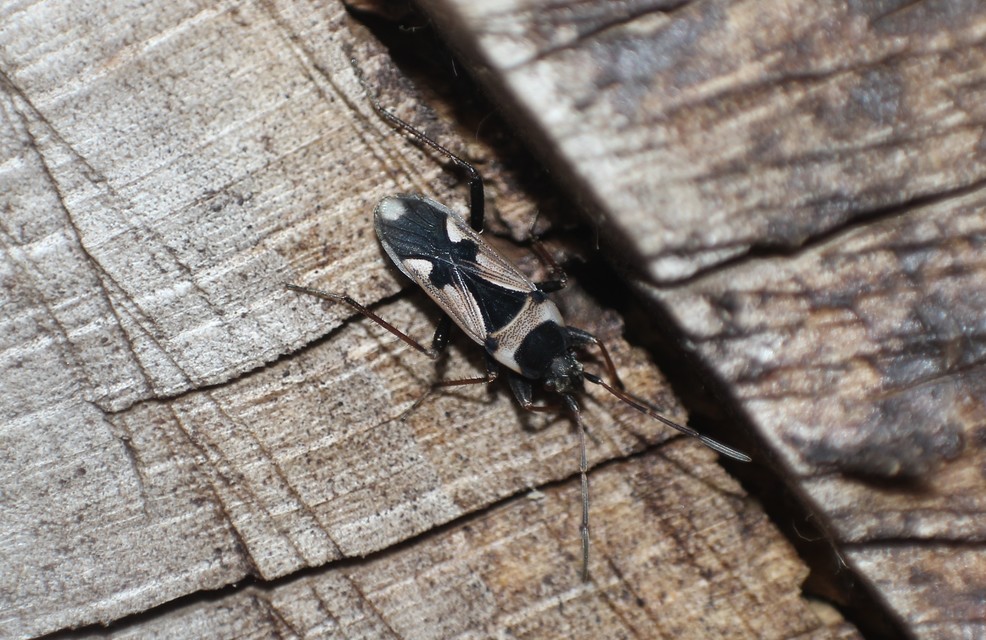 Raglius confusus