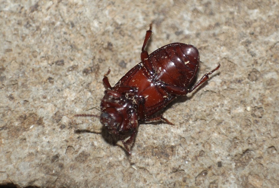 Uloma culinaris - nagy rágványbogár
