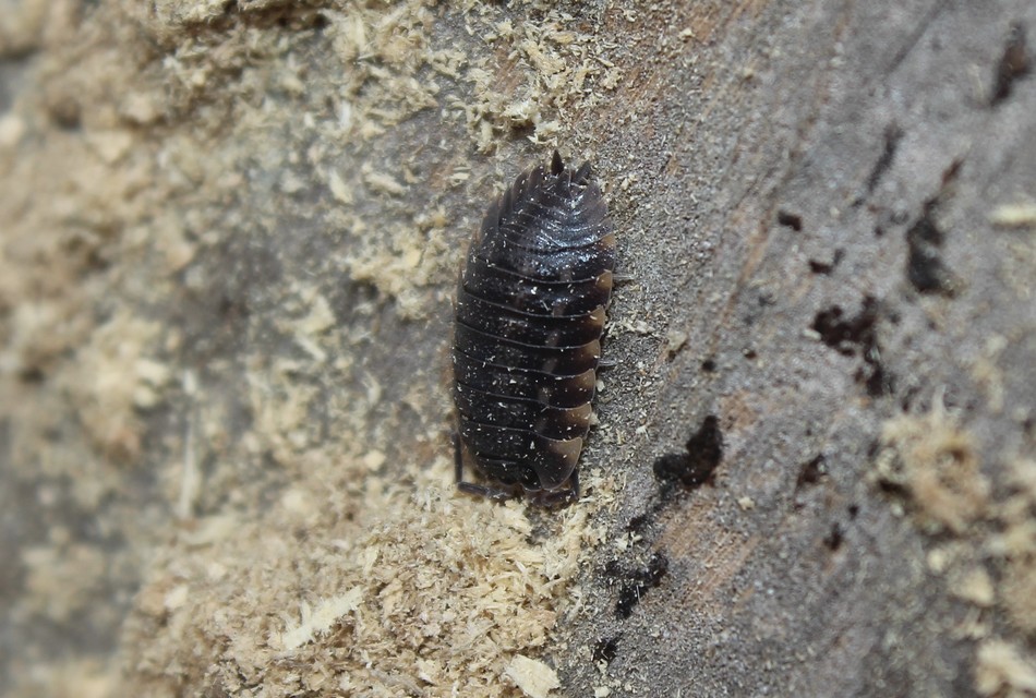 Trachelipus ratzeburgii - lebenyes ászka