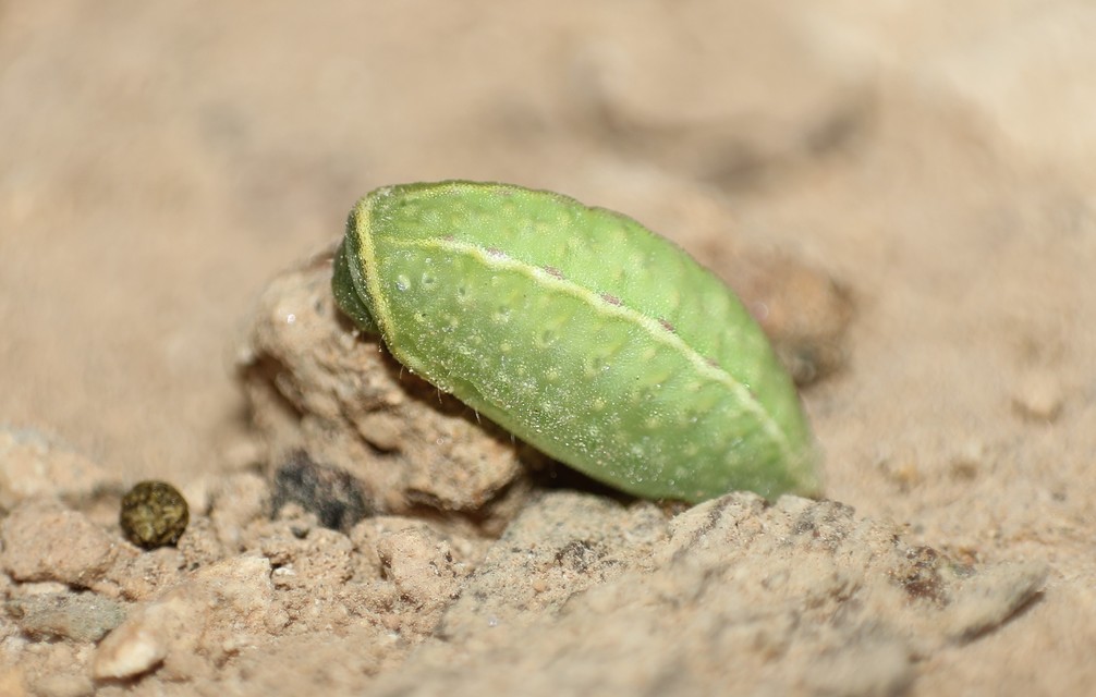 Apoda limacodes - kagylólepke